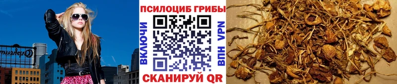Псилоцибиновые грибы Psilocybine cubensis  Абакан 